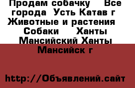 Продам собачку  - Все города, Усть-Катав г. Животные и растения » Собаки   . Ханты-Мансийский,Ханты-Мансийск г.